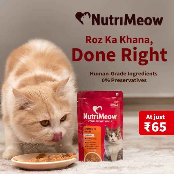 All it takes is ₹65 to feed your cat right every day:

💧 Hydrating, balanced meals
✅ AAFCO-compliant recipes
🍲 Irresistible jelly & gravy textures