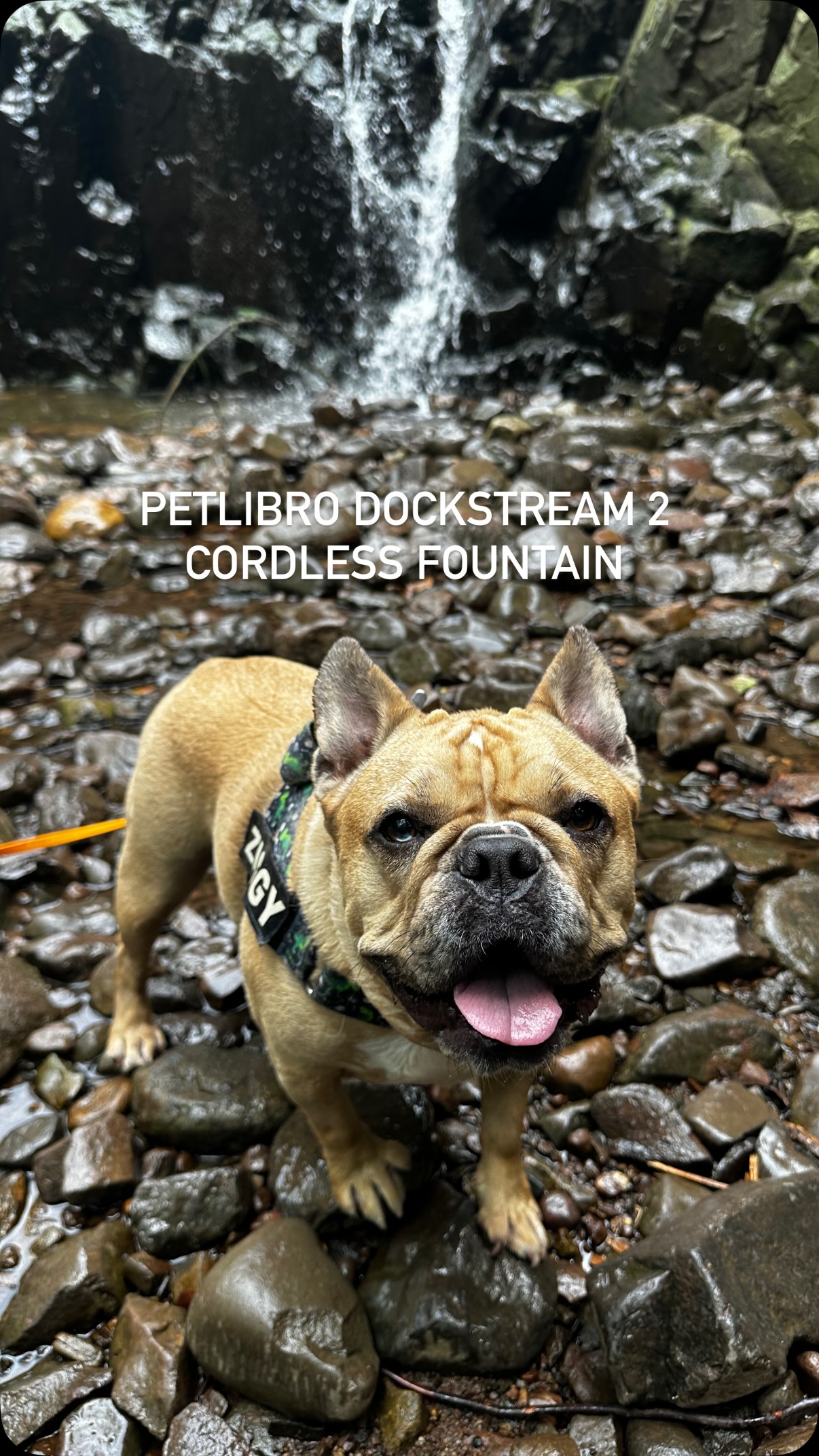 Tell me why my dog acts like still water is suspicious. #ad

The second I introduced moving water, though? Immediate interest.

I didn’t expect a fountain to make this much of a difference, but here we are. This @petlibr
