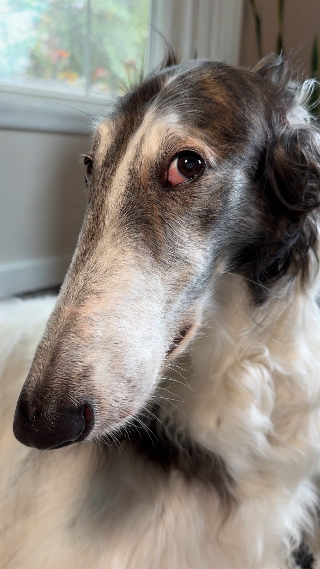 Abby can breathe easy now thanks to @sharkhome 
✨link in bio✨
#sharkpartner #sharkbreatheclear 
•
•
•
#borzoi #reels #airquality