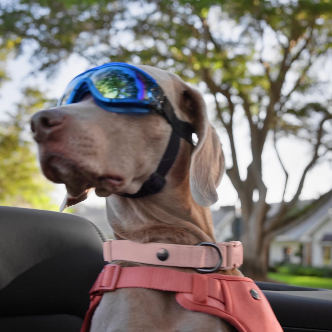 Save on pet meds every day