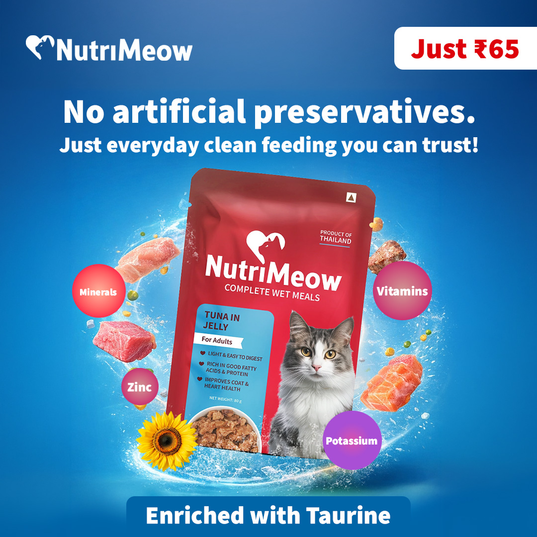 Your cat deserves a clean meal, every single day. That’s why we made NutriMeow…

🧡 Preservative-free
🧡 Added flavour & colour free 
🧡 Enriched with Taurine

With NutriMeow, you get more from every meal at just ₹65!