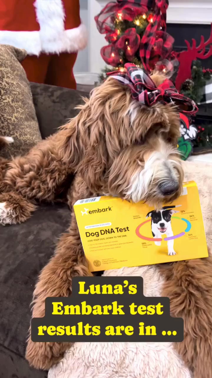 Now you can finally answer, “What kind of dog is that?”

Video Credits @leoandlunathedoodles23