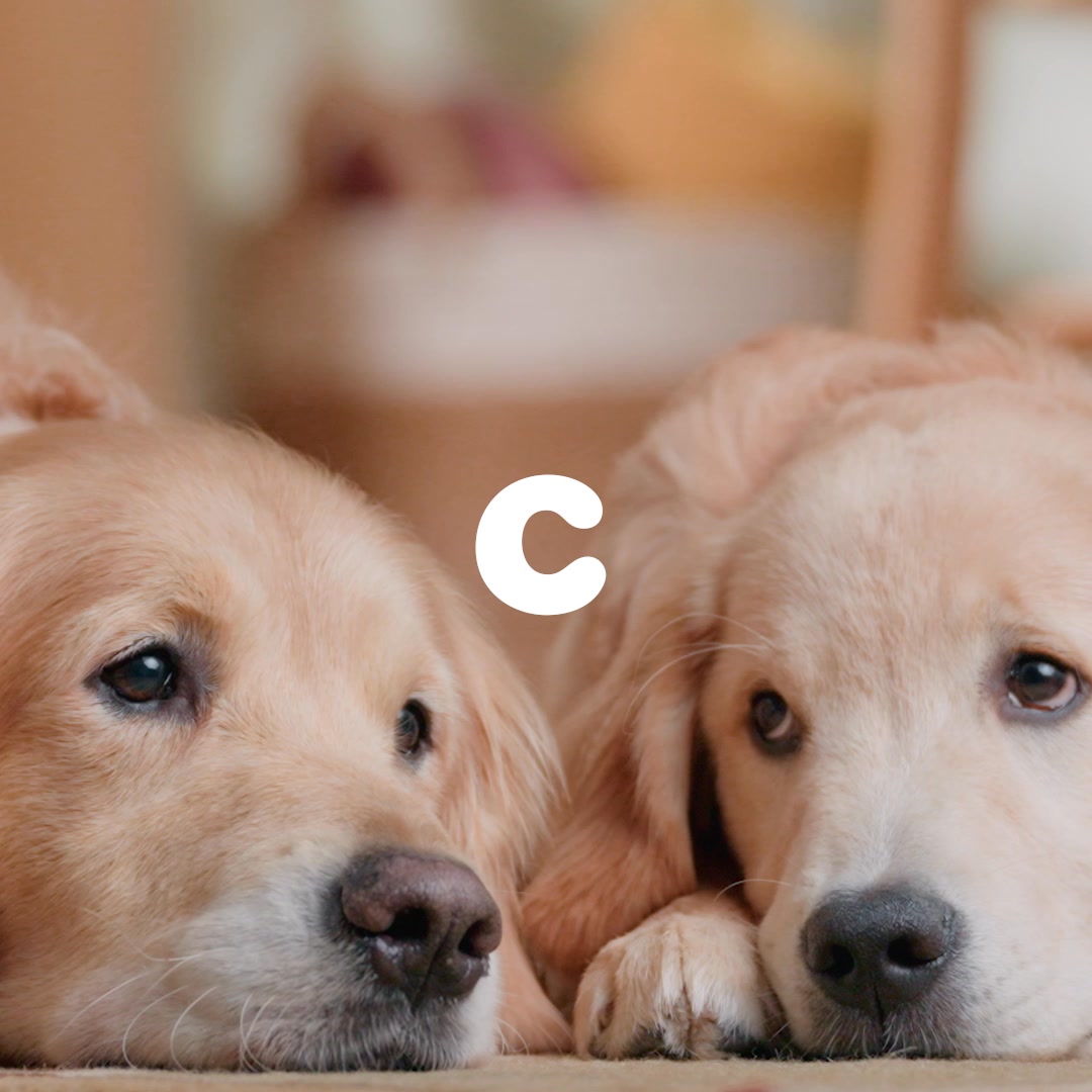With Chewy, you'll never run out of the tailored nutrition your dog needs & you'll never have to run out to the store.