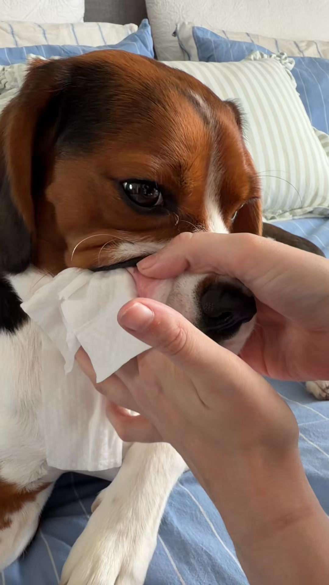 Help prevent plaque and bad breath without the hassle of a toothbrush with Dr Lisa's brand new Dental Wipes. These are a gum-changer — practical and easy to use, with a fresh minty flavour.