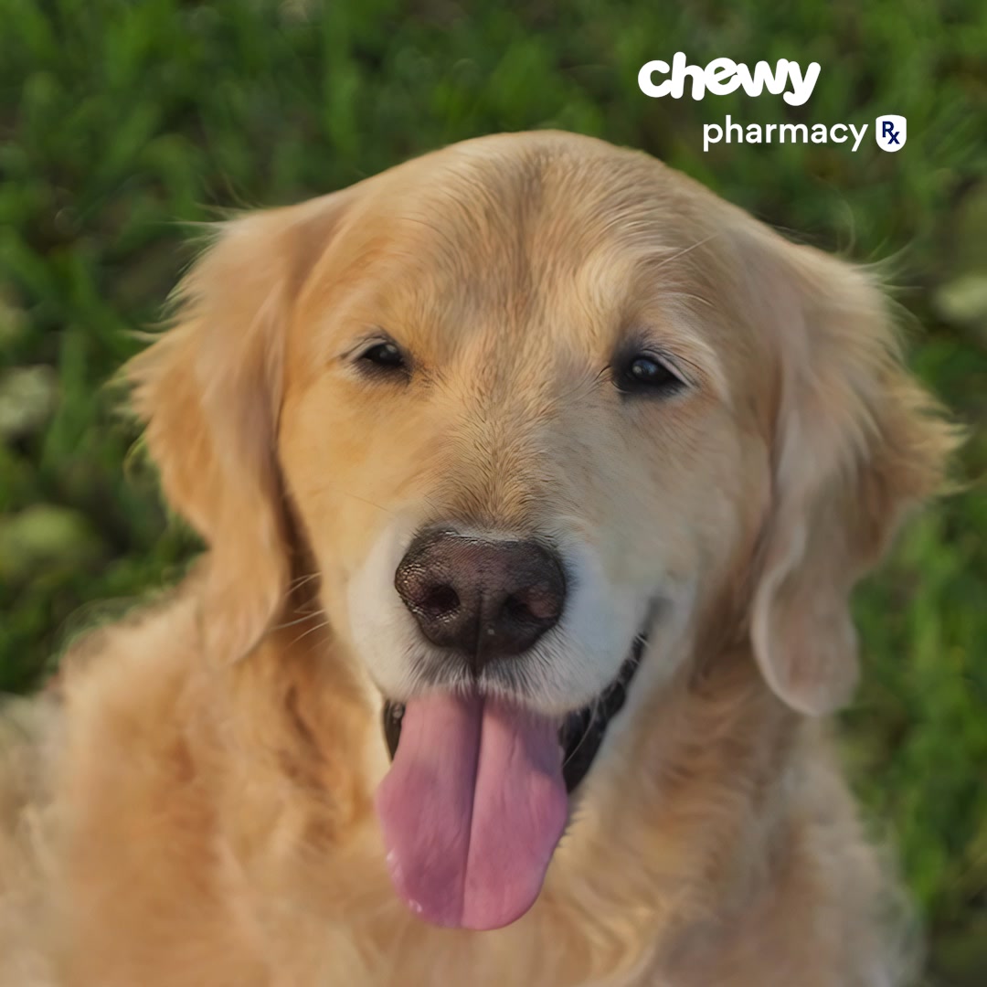 Order flea & tick prevention meds the easy way