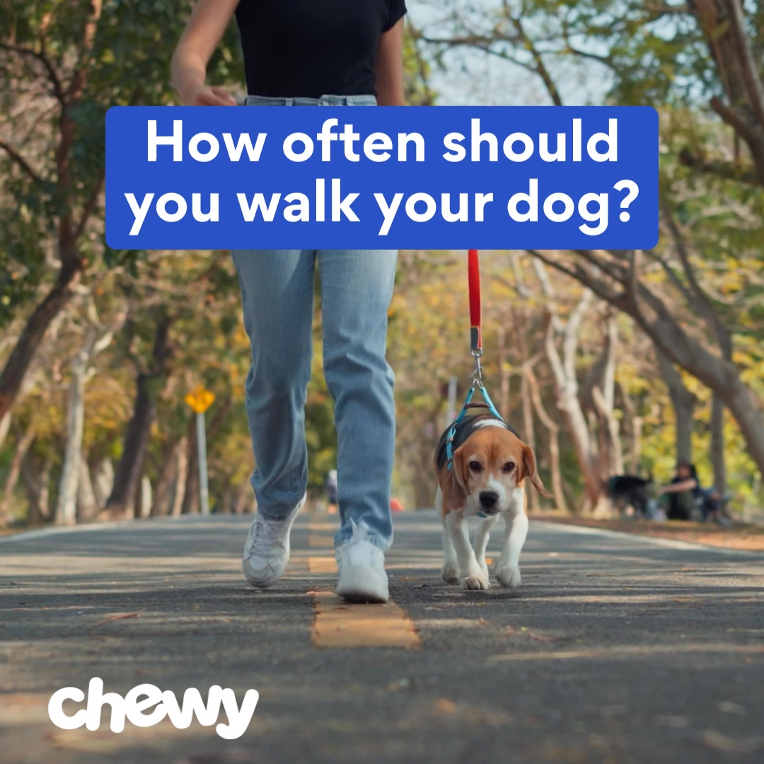 Here's a veterinarian's take on how often you should be walking your dog.