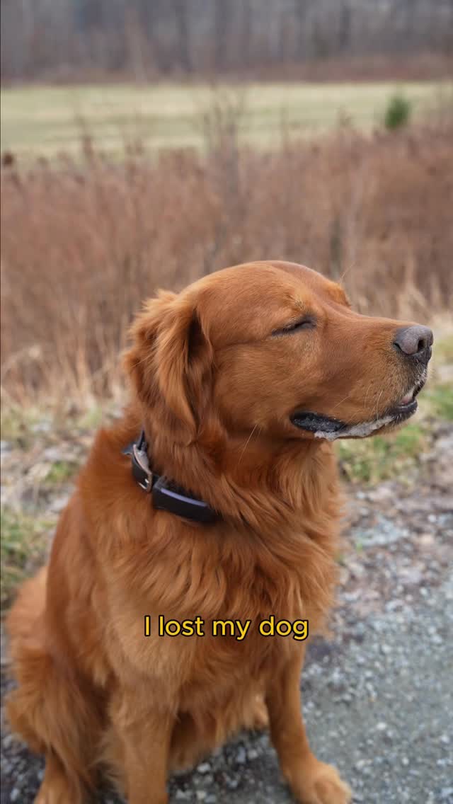 We were at home and we lost Bo. 

Thanks to the live GPS on his Tractive Smart Collar, I found him fast, I could even see the direction he took. 

Bo has great recall, but I love letting him explore off leash safely and 