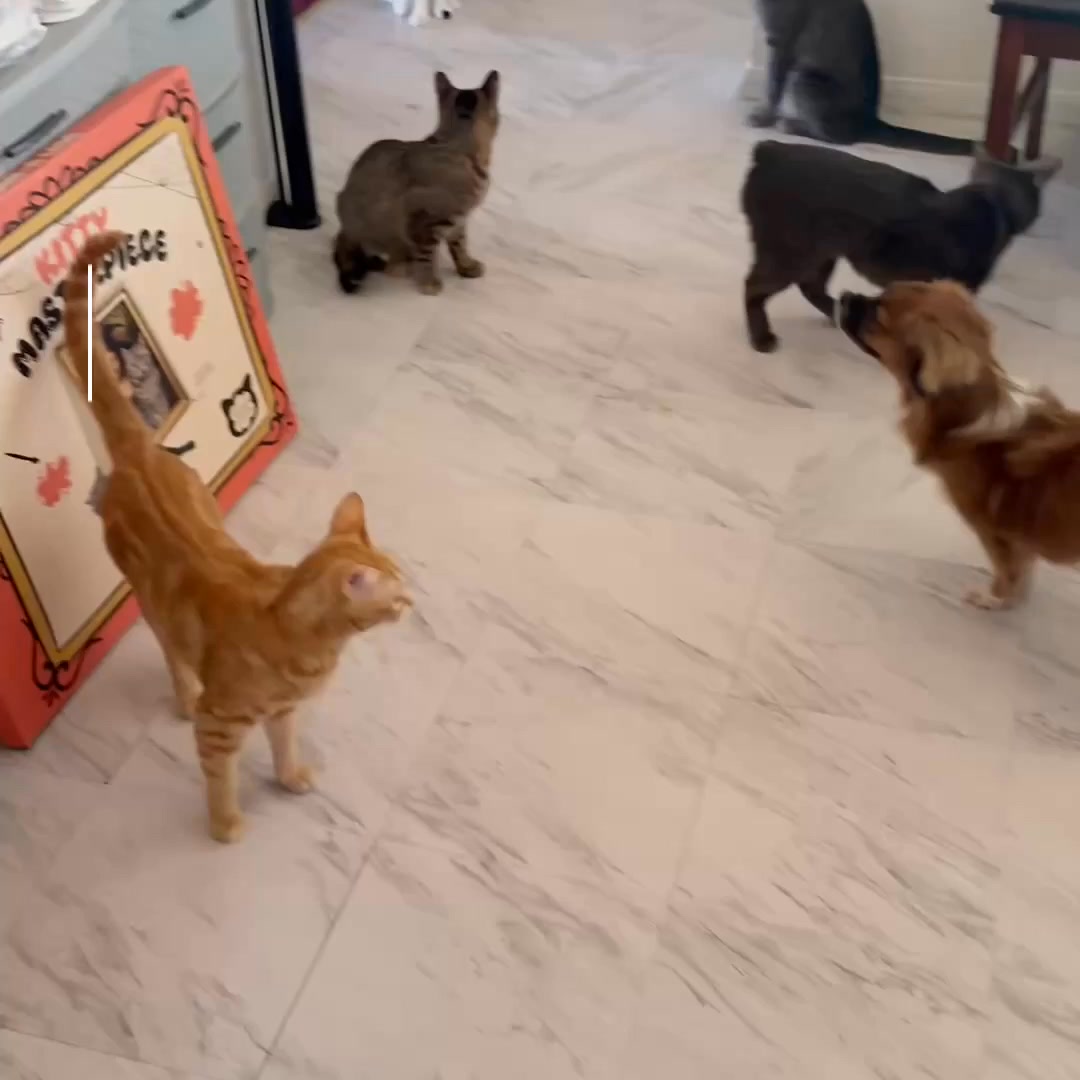 Multi-Cat House Approved