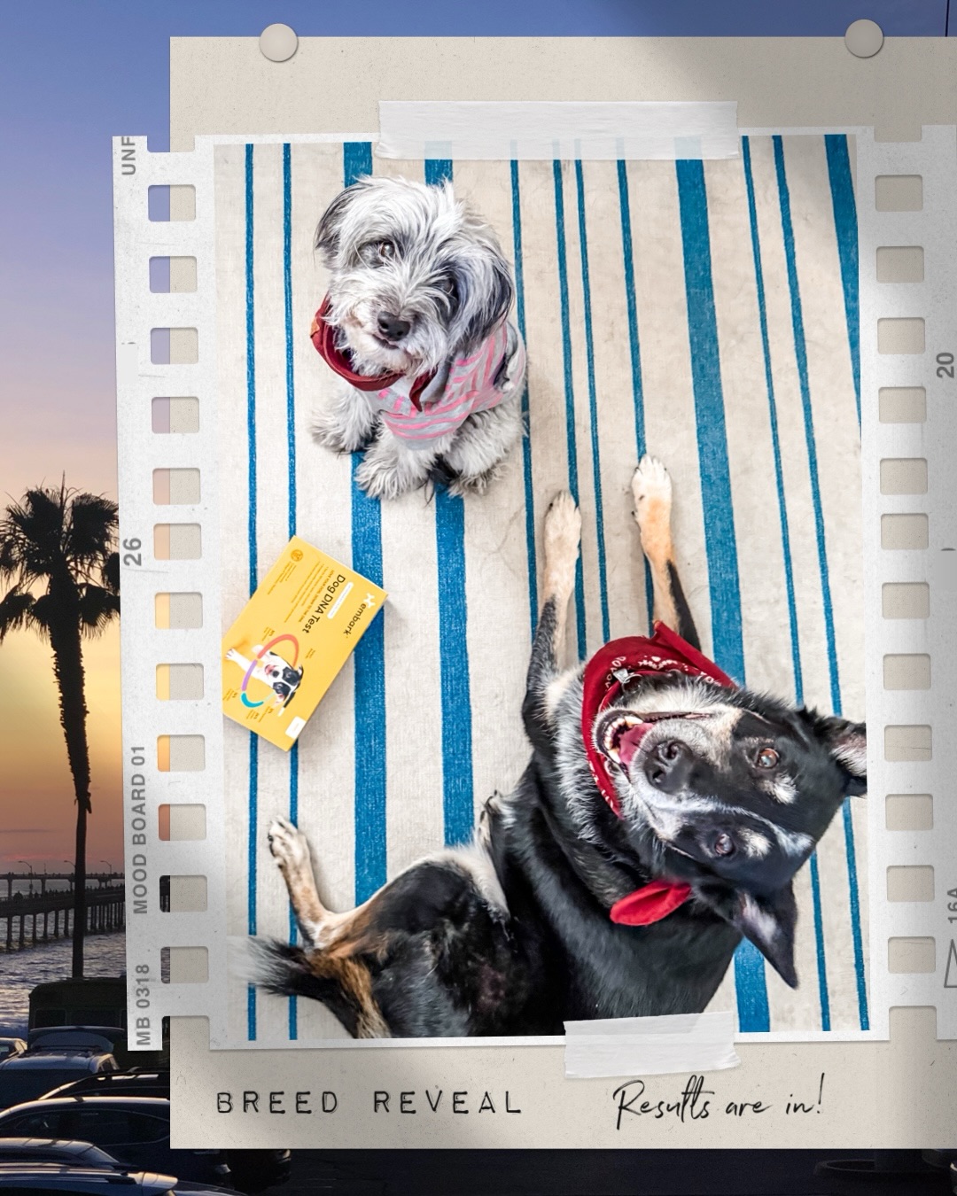 Luna & Jude Breed Reveal: There are some definite surprises here! 🐾

I had always guessed Poodle as one of Luna’s dominant breeds, however was super shocked that she contains 0% Schnauzer or Terrier breeds. I also like t