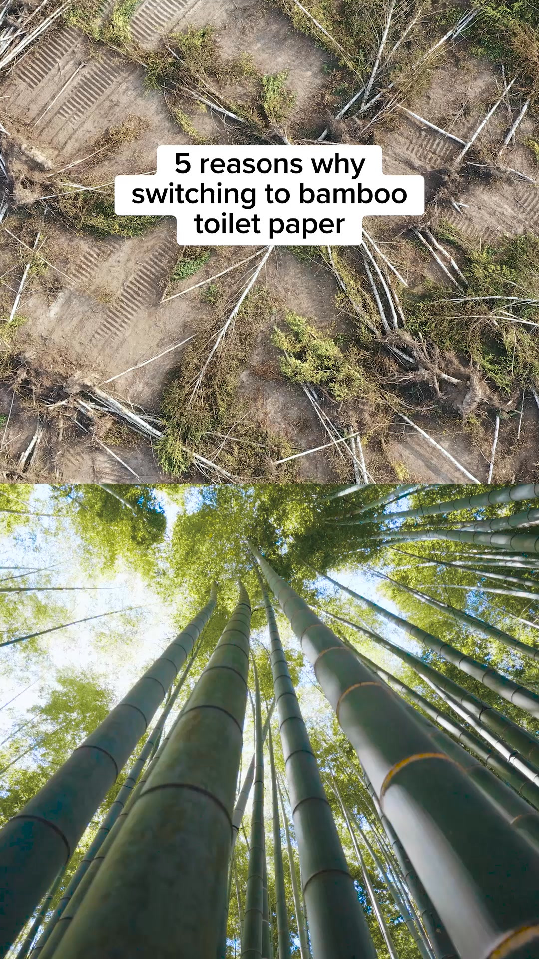 How eco-friendly is your toilet paper?