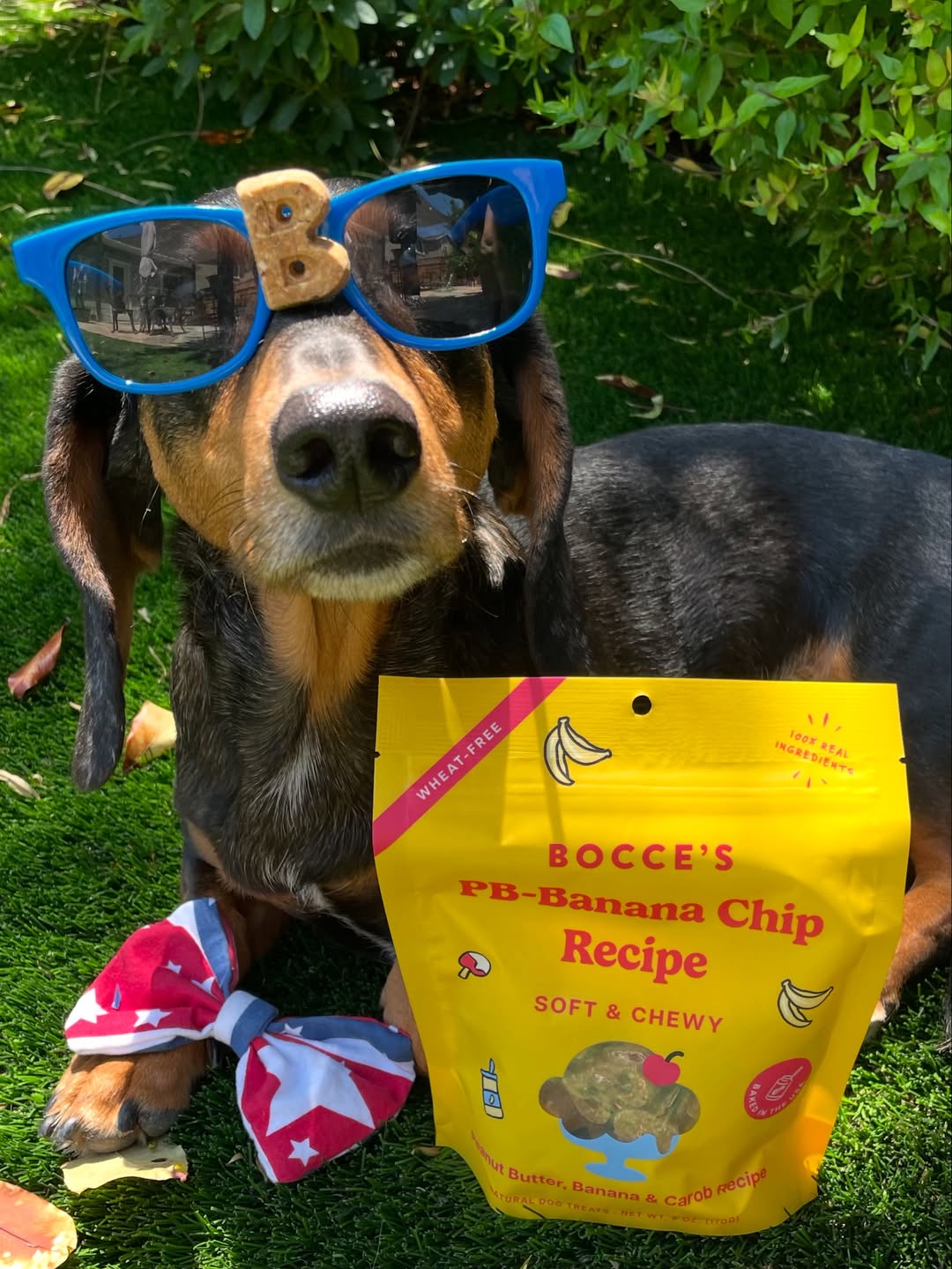 Shop Dog Treats