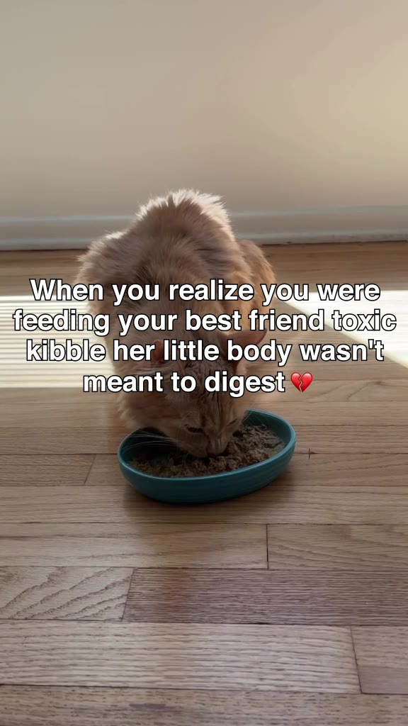 If you’re like me, you to want treat your cat like royalty. I recently put Smalls to the test and happy to report that they delivered on their promises of fresh ingredients, better health, and that all-important taste te