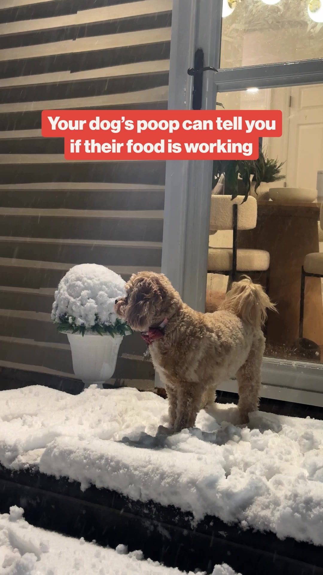 Discover the best dog-food delivery service for your furry friend! We found the best option for treating your pup 🐶