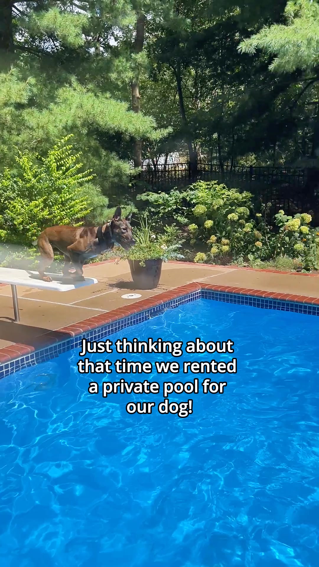Rent a Yard, For Your Dog 🥰🐶🐕