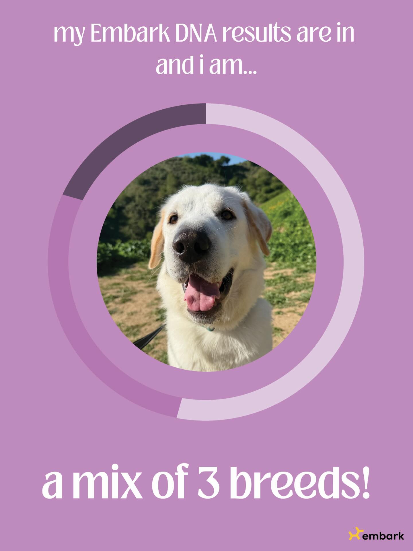 find out what i am!!!!! (hint: i’m a doggo) 🐕

Credits: tailsofjuni