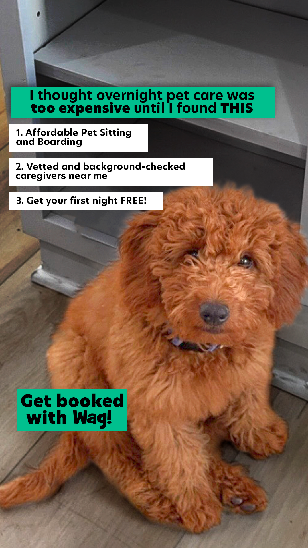Local pet care you can trust for dog walks, sitting, boarding & more.