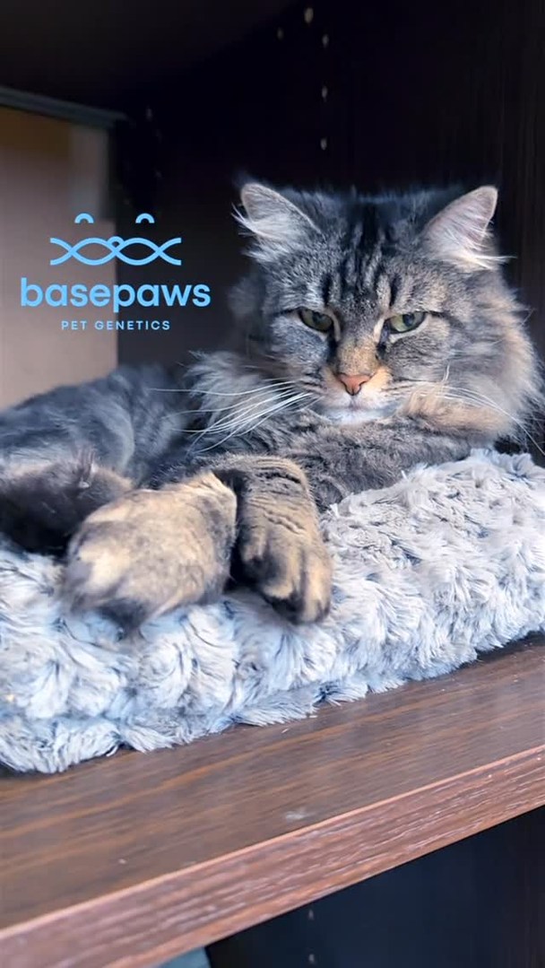 With the help of @basepaws I was able to get answers on Zooey’s health and personality as she heads into her senior years.

If you have a feline friend at home please give them a forehead kiss and belly scratch (only if 