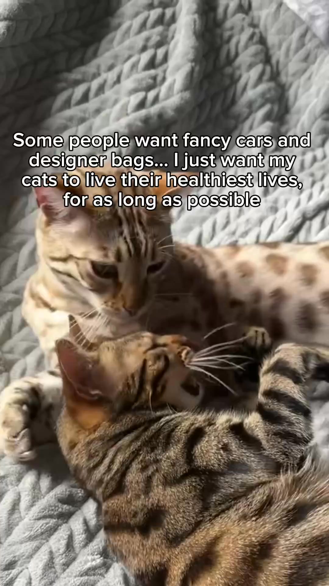 bengaltons