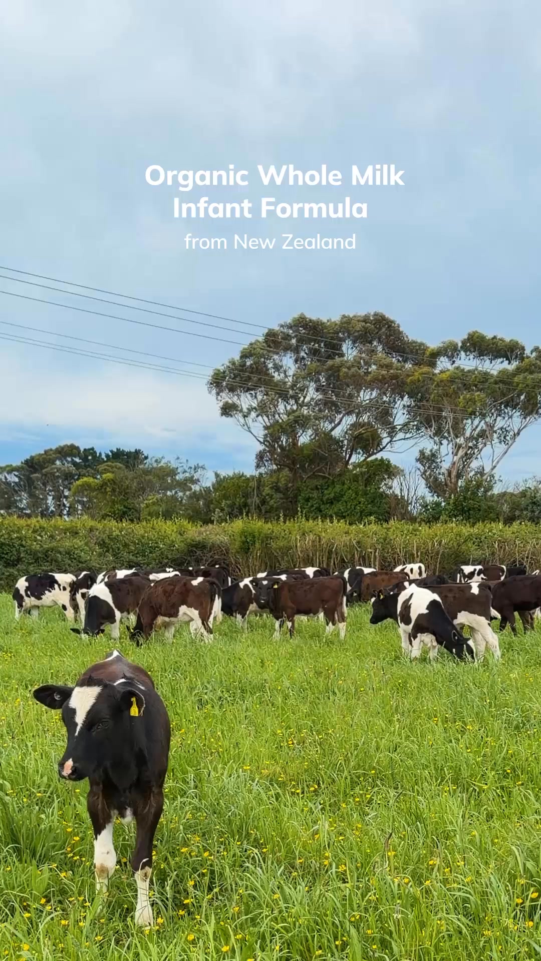 Why New Zealand matters