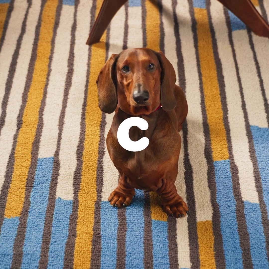 With Chewy, you'll never run out of the tailored nutrition your dogs need & you'll never have to run out to the store.