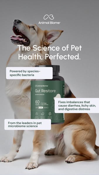 Veterinarian-Approved Gut Health Supplements for Your Dog