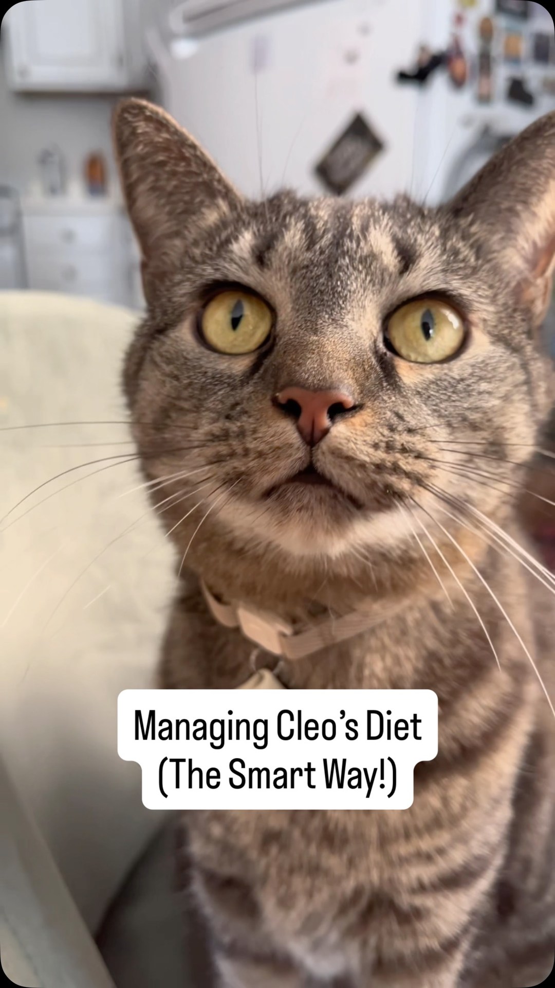 Being Cleo’s mom means paying attention to the little things ~
|AD|
When you have a cat with pancreatitis, appetite changes are so important to notice. If she’s skipping meals it could mean she needs to see her doctor ur