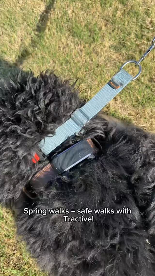 What we never leave for a walk without 🥰✨ @tractive keeps Rio safe + gives me peace of mind every time we head out 🤍

Use code RIO40 for 40% off your tracker with Tractive!!

#ad #tractivegps #dogtracker #tractive #dogpr