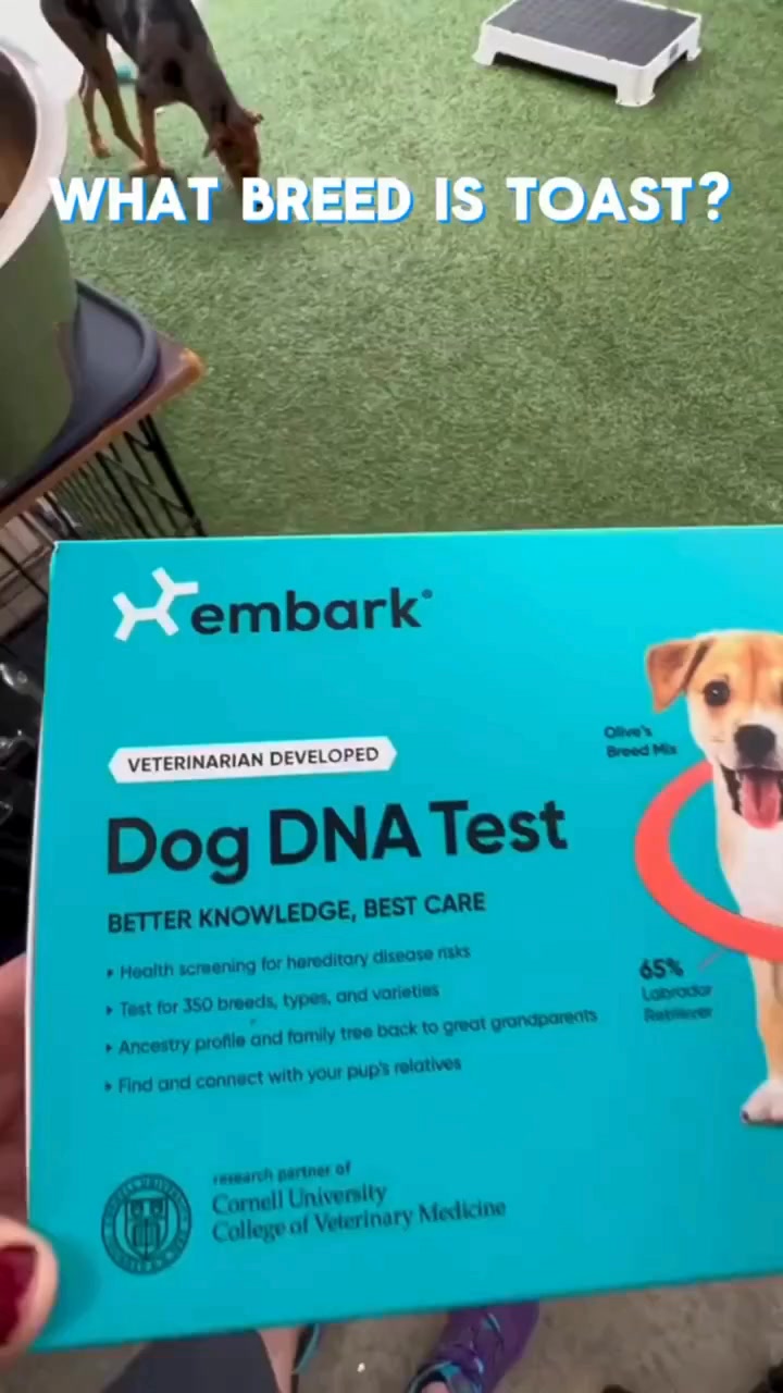 Now you can finally answer, “What kind of dog is that?”

Video Credits @updogla