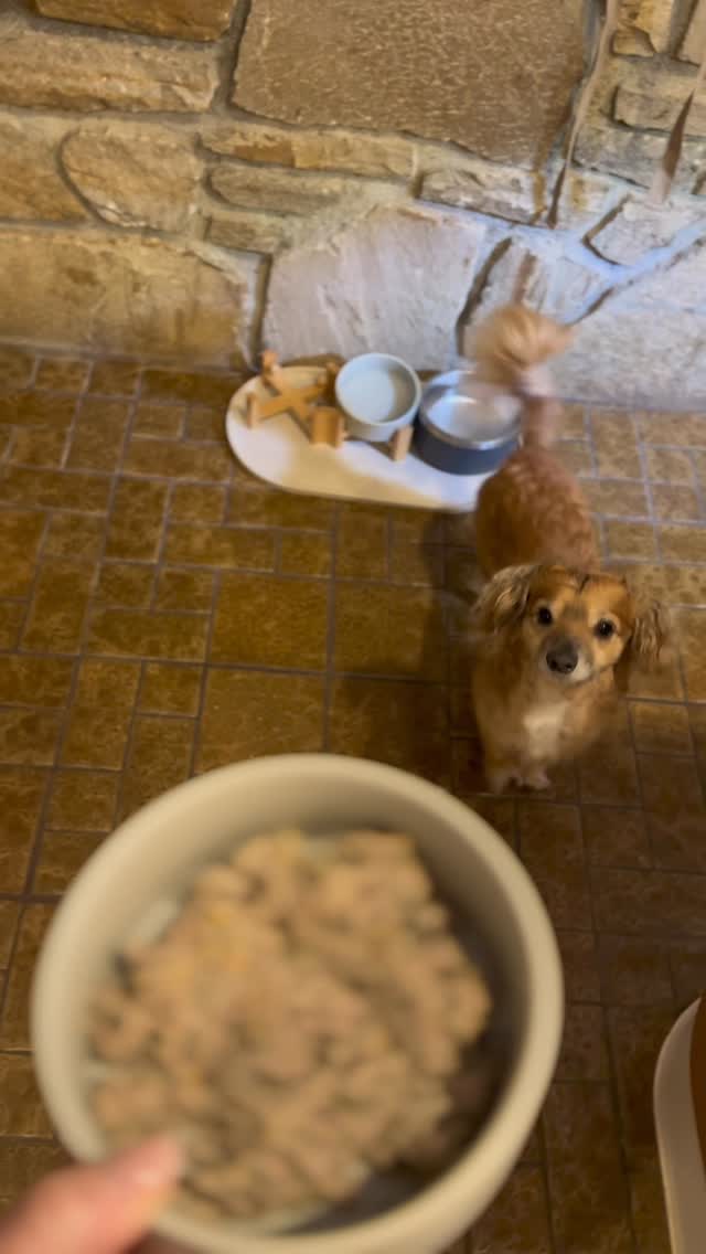 #OlliePartner We might be a little obsessed with our dogs… but have you seen them at mealtime?

Tiki’s food nose. Meyer’s bowl inspections. Gaia finishing every bite.

They’re obsessed with Ollie. And honestly… we’re obs
