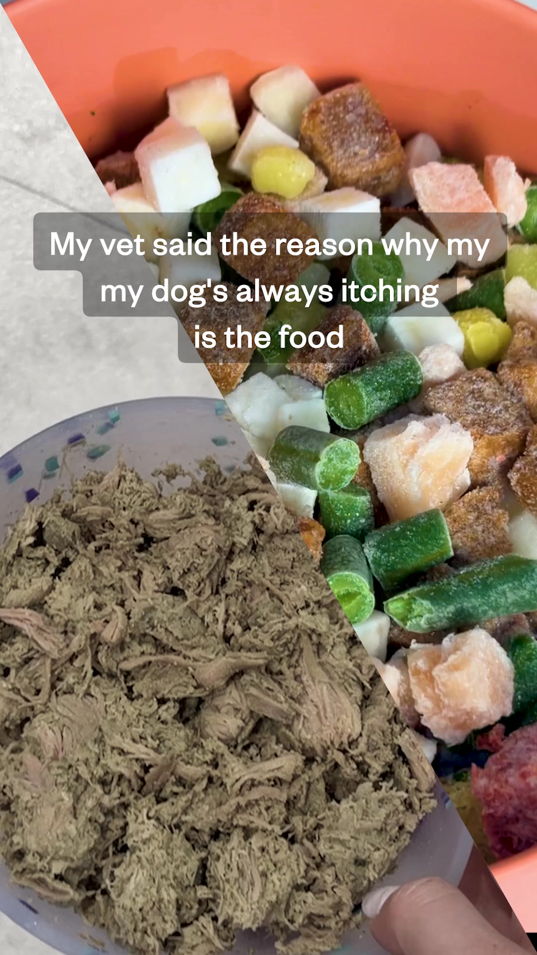 Once I started feeding my dog real food, things shifted. Her digestion smoothed out, her coat had this glow I hadn't seen before, and she stopped getting sick as often!