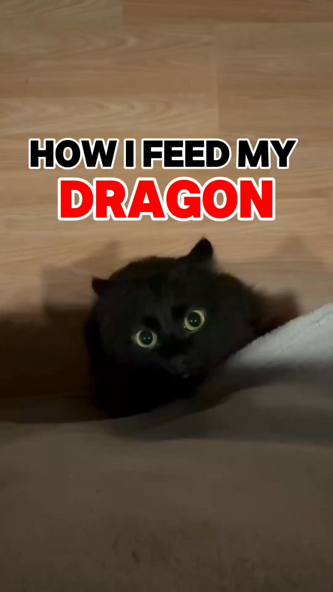 My Dragon Has Spoken 🔥