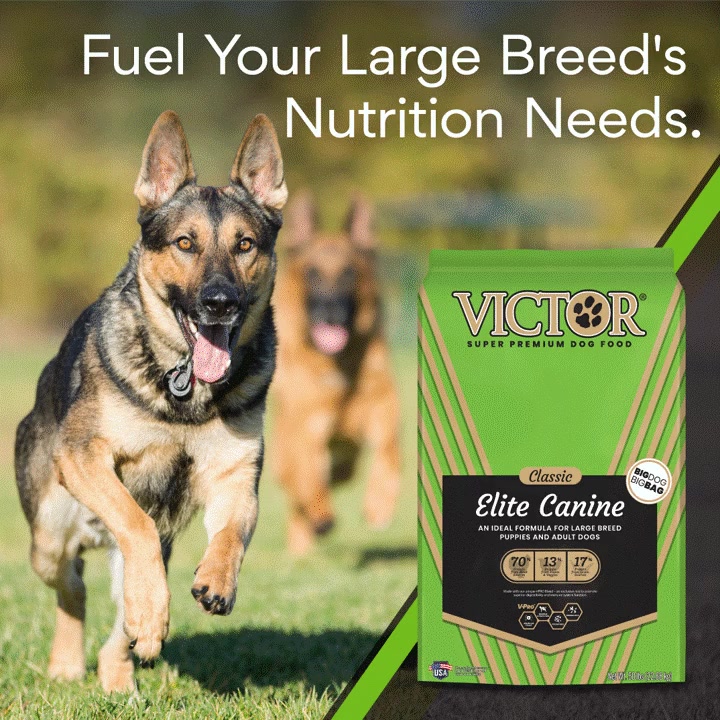 Fuel for Large Breed Dogs