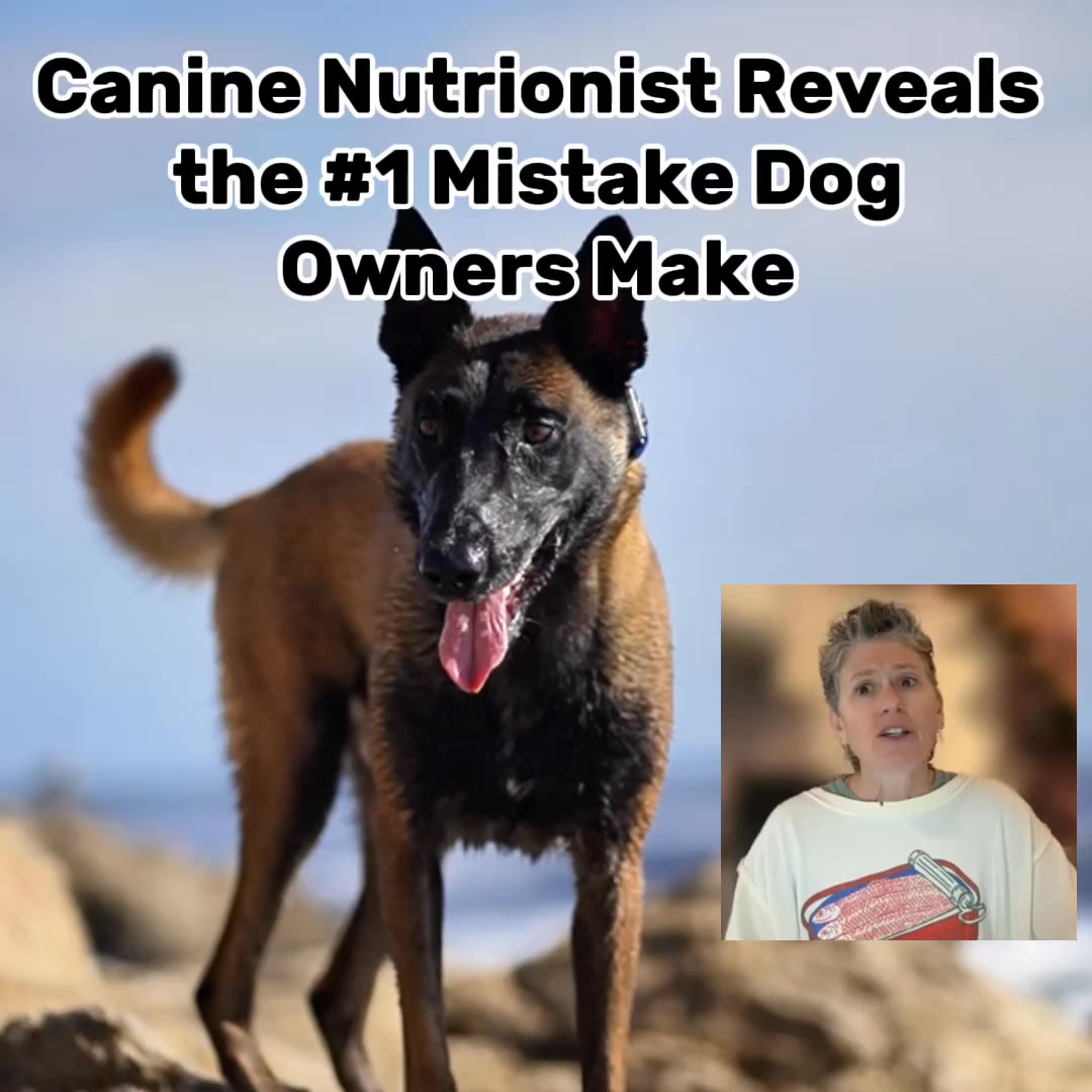 Your Dog's Health Starts In The Bowl