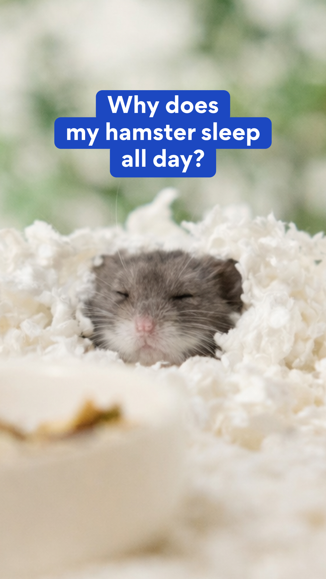 Why hamsters sleep all day