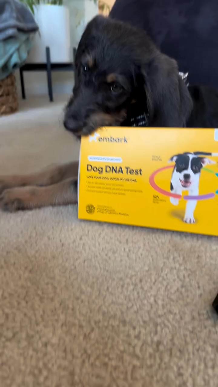 Now you can finally answer, “What kind of dog is that?”

Video Credits @bestboyboe