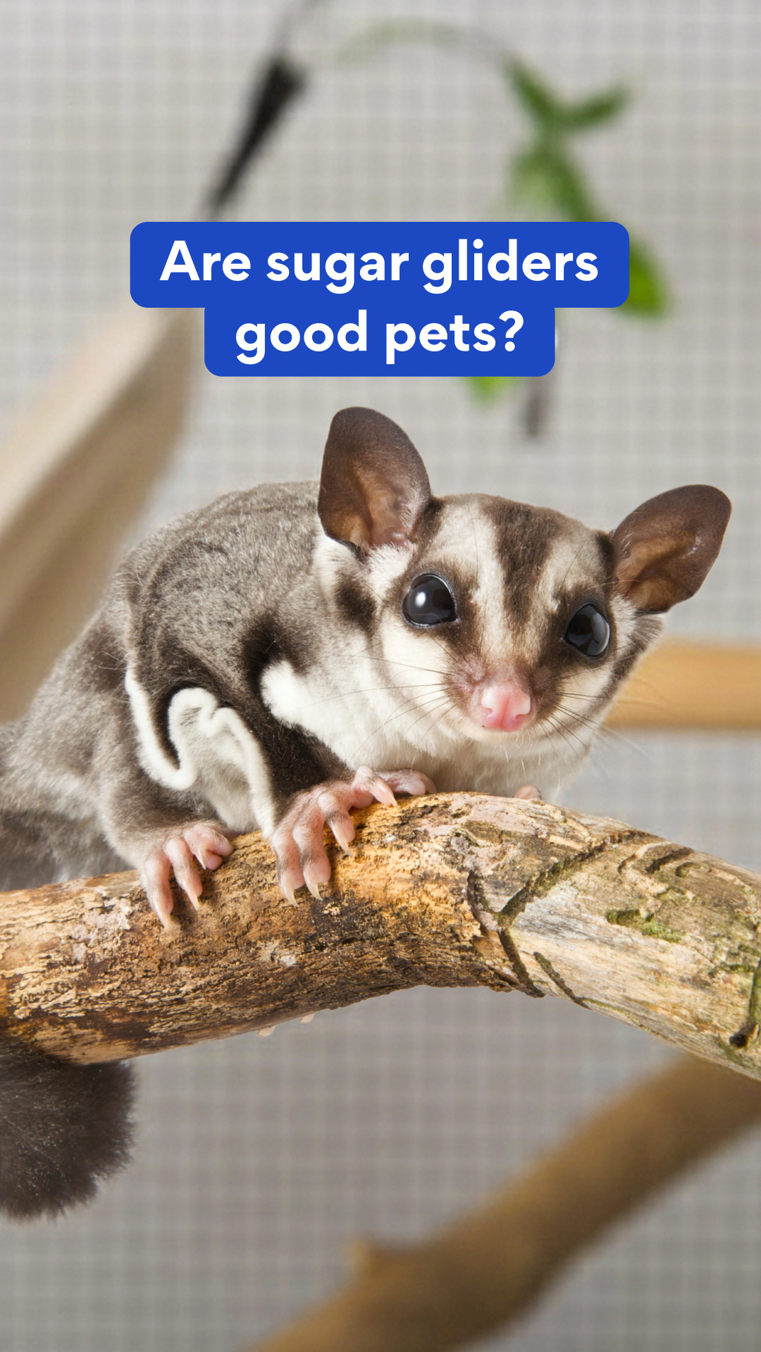 What to know about sugar gliders