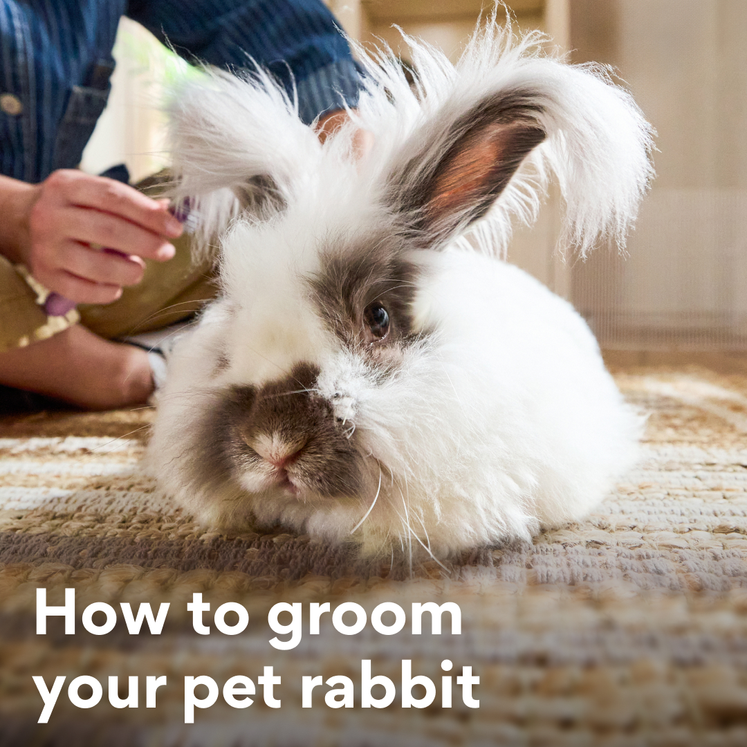 A guide to rabbit grooming