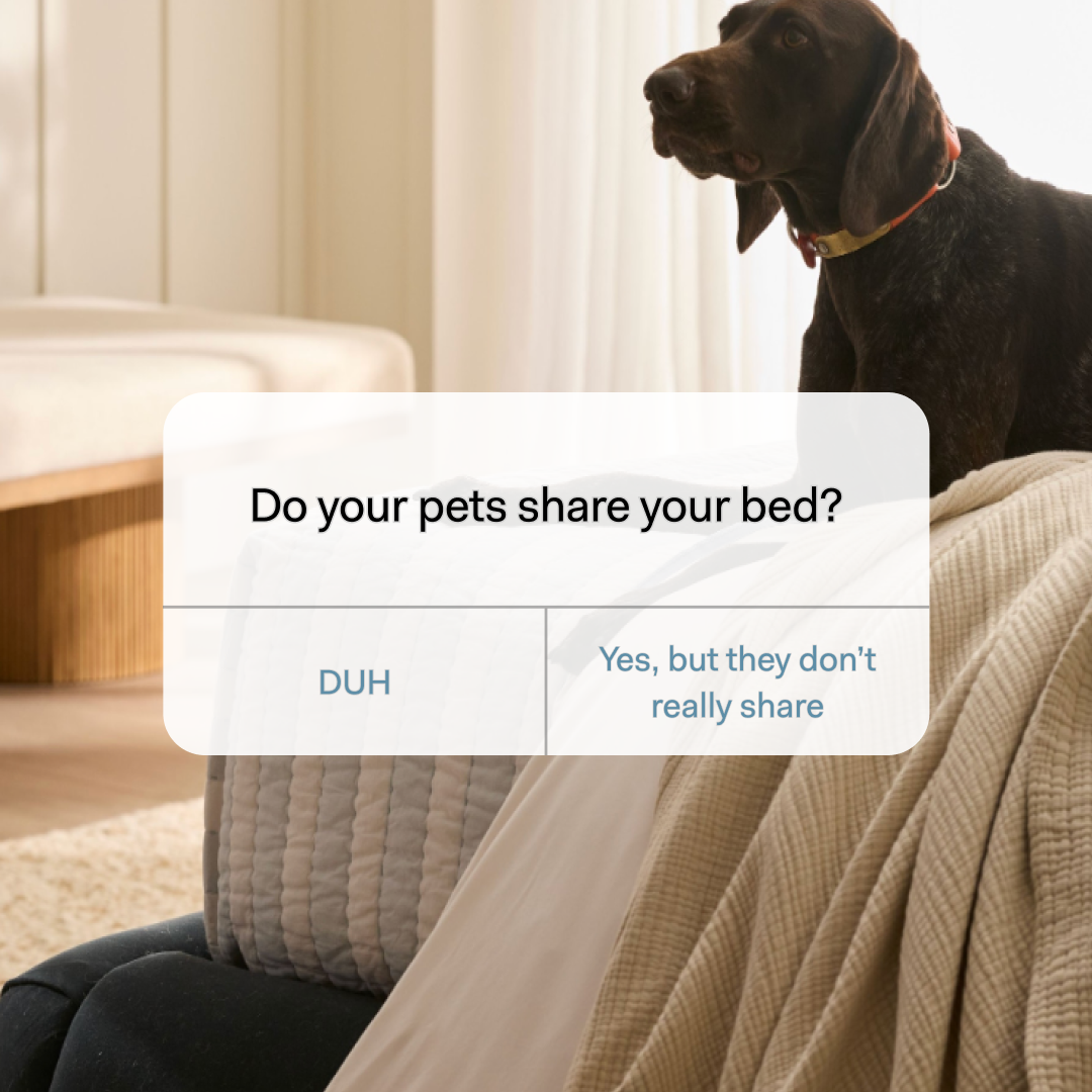 WE KNOW THE ANSWER___And Boll & Branch bedding is the key to comfortable, good-looking bedding that stands up against your pets. Our 100% organic cotton bedding is softer than soft, available in over a dozen shades, and 