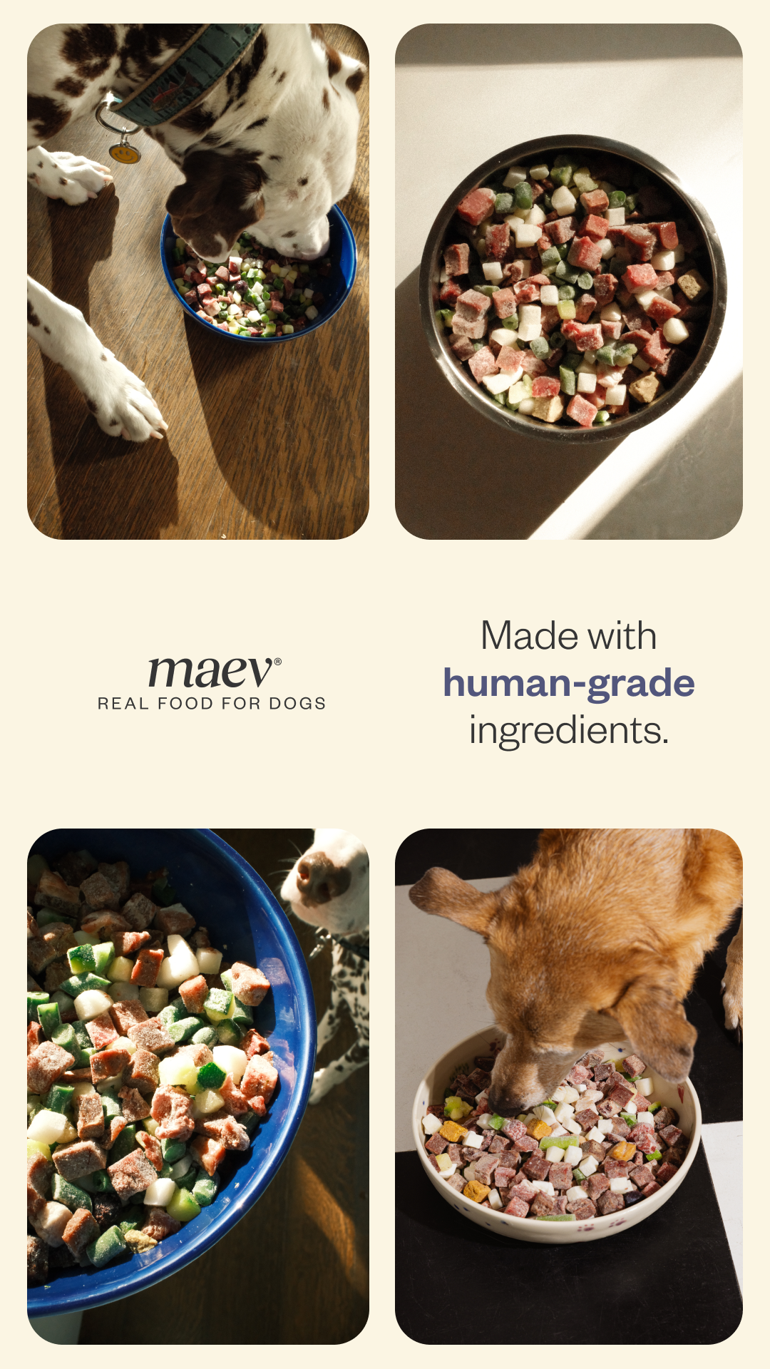 What if your dog’s food met the same standards as yours? Maev is made with human-grade ingredients you can see and trust.