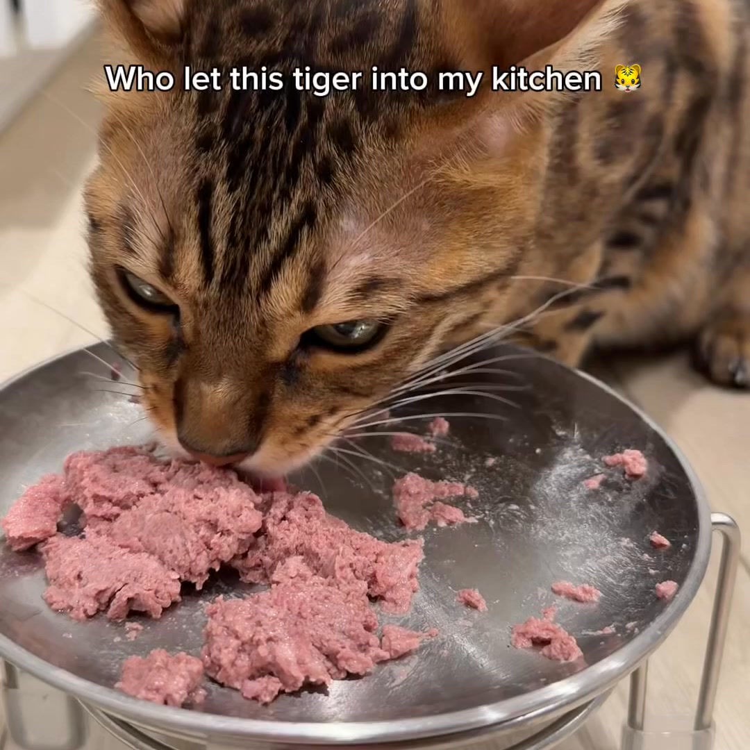 Viva brought back Pork and my cat lost it.