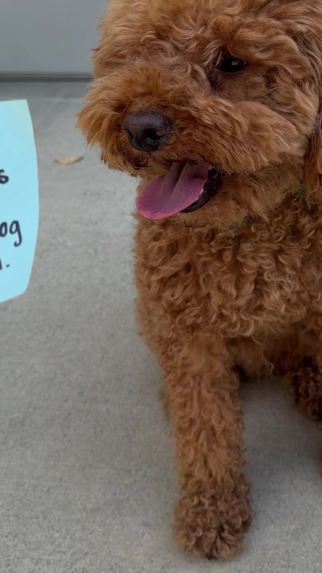 Maev was the wake-up call I didn't know I needed! Real ingredients, real results — no mystery meats, no fillers, just food you can actually feel good about feeding your dog.
