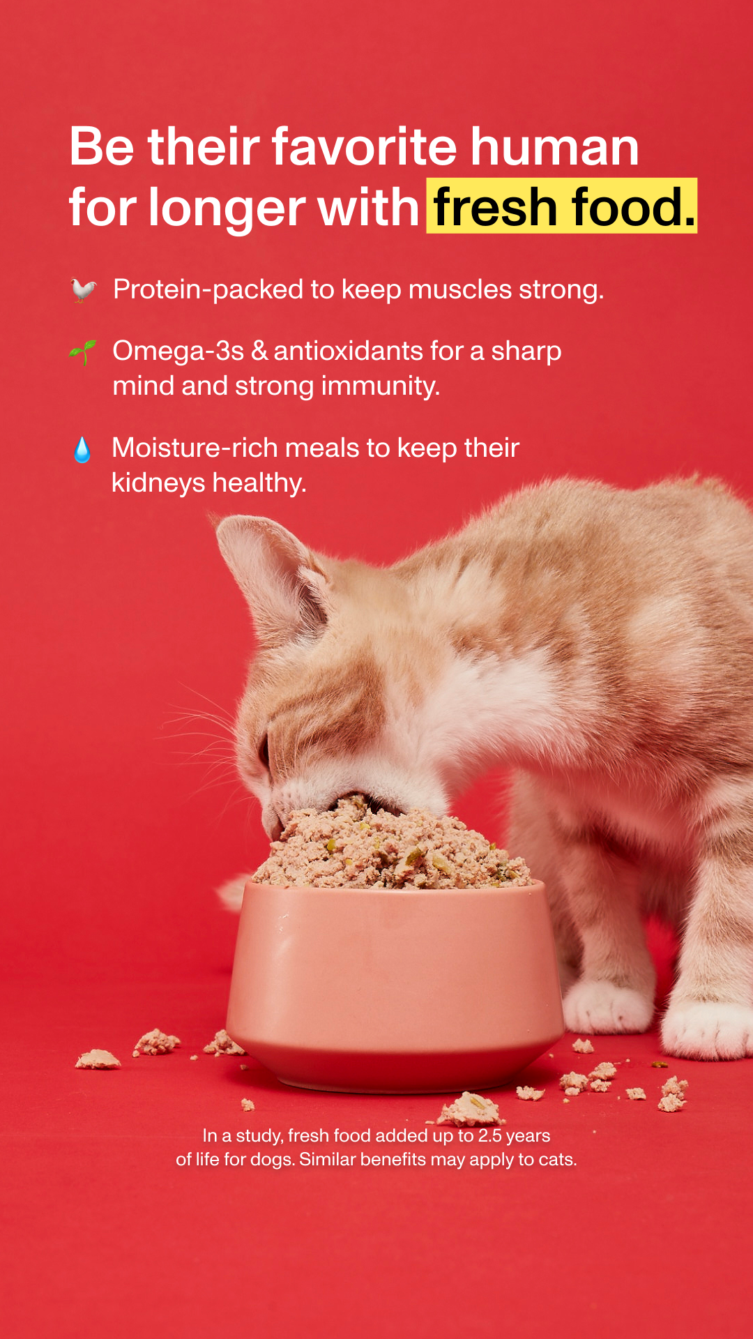 “Enoki’s finally himself again after I switched him from kibble to Smalls fresh food.”