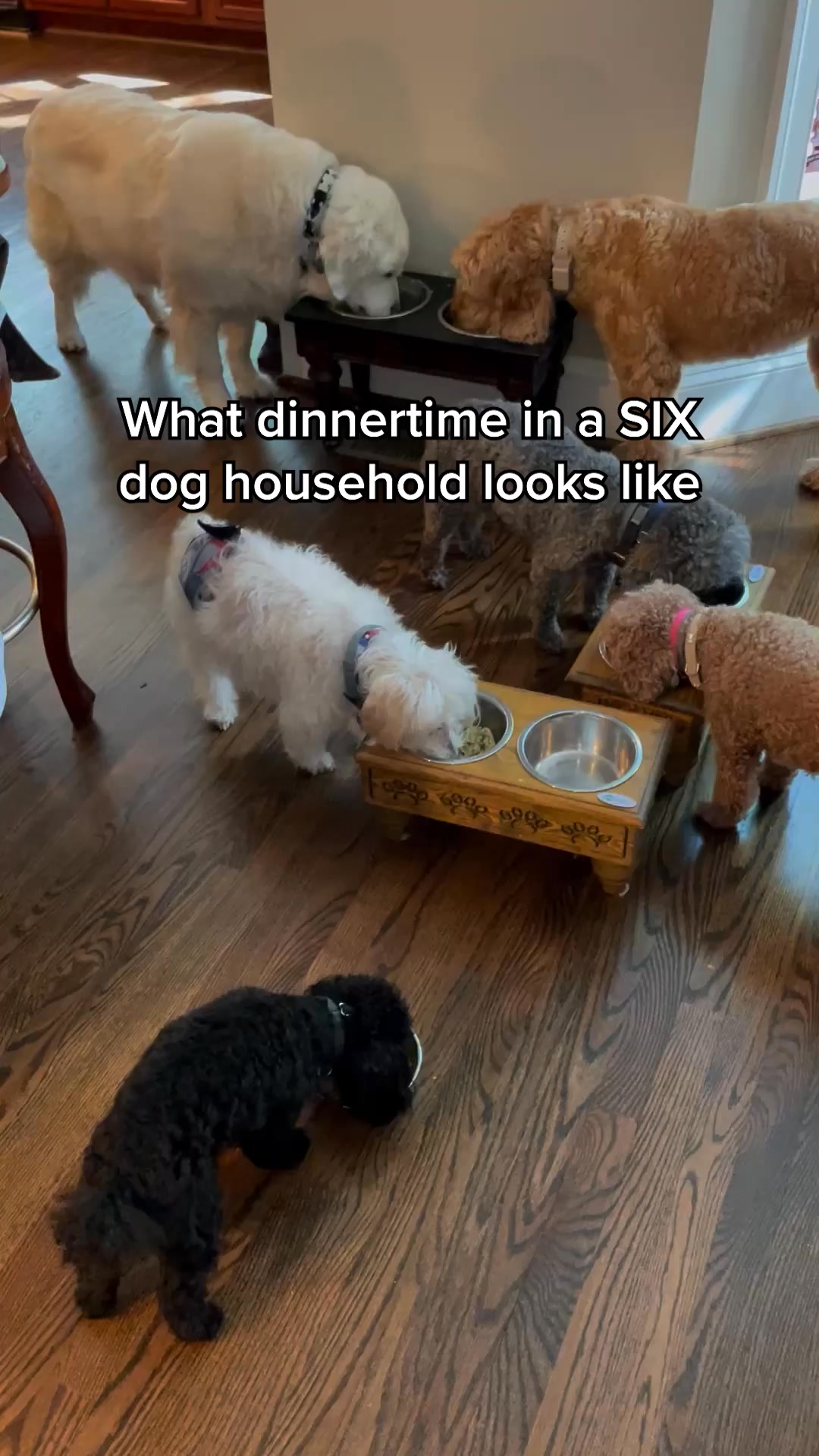 Having a house full of pups is all fun and games until you have to prep all their meals. Thankfully, I have personalized meal plans that I trust with The Farmer's Dog! 🙌