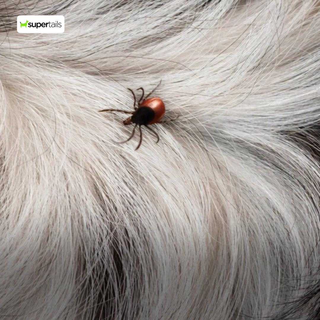 Support pet health with trusted wellness essentials on Supertails