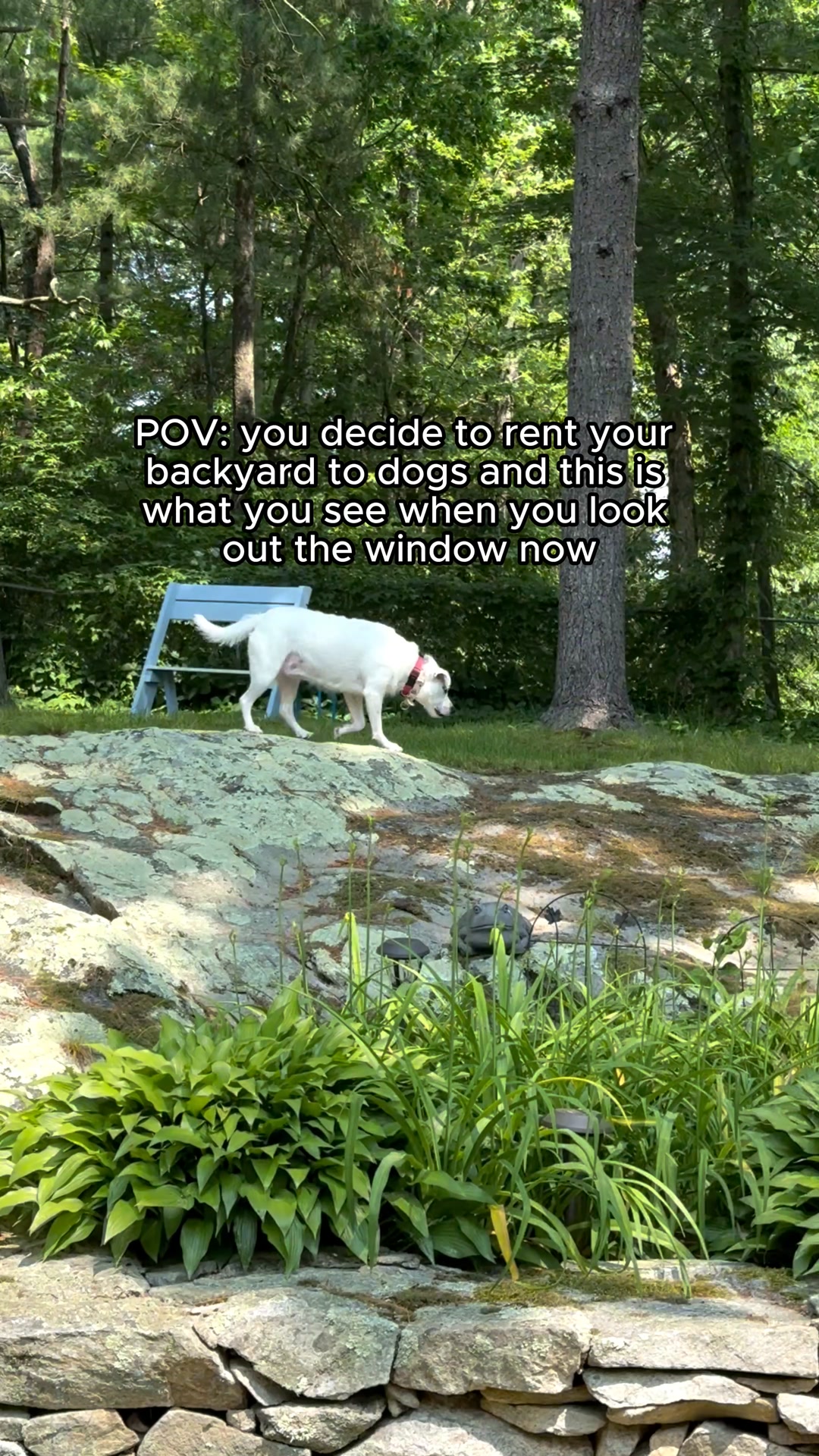 Rent your yard to Dogs 🙌 🐕‍🦺