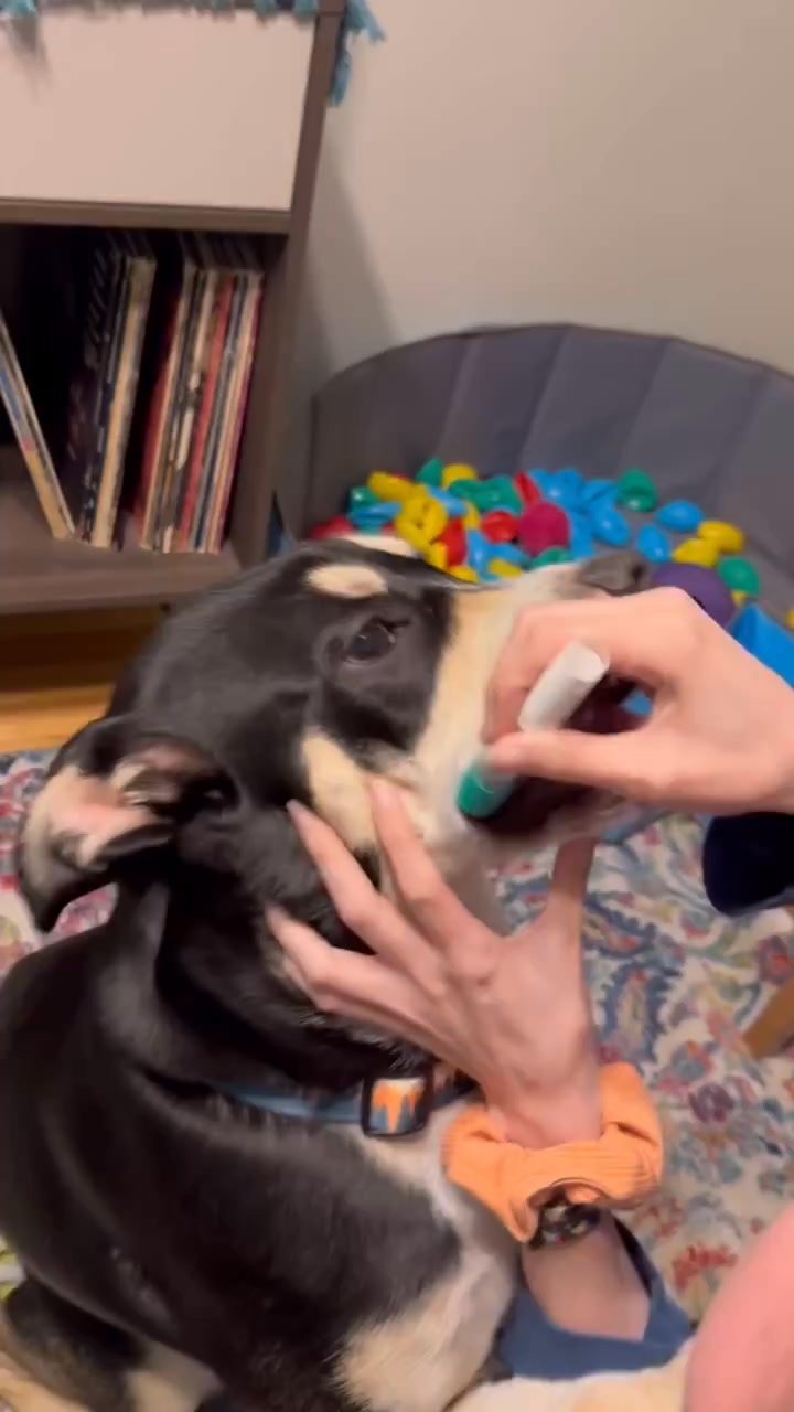 Now you can finally answer, “What kind of dog is that?”

Video Credits @yoshibehnke_thedog