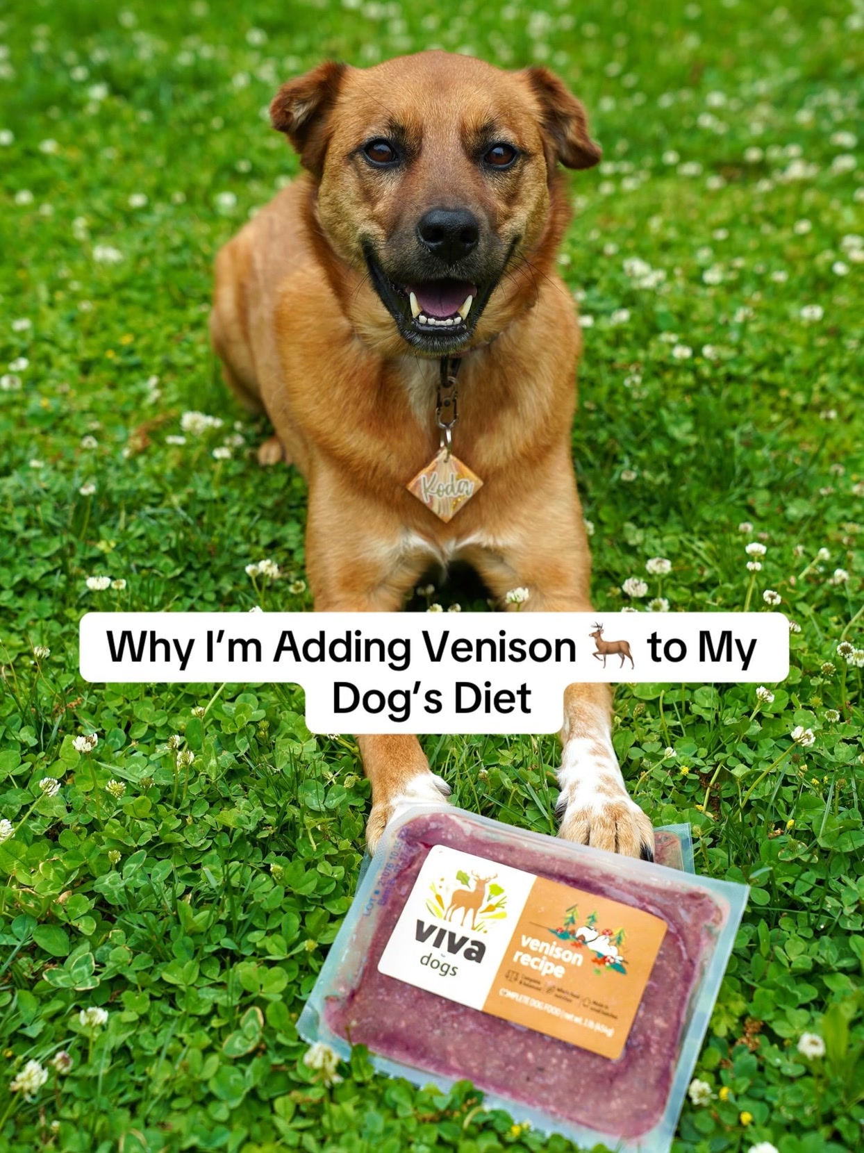 Koda’s bowl is about to be filled with something 🆕! @vivarawpets just released their newest seasonal protein: Venison 🦌

Why we love it: 
🌱 ethically sourced in New Zealand
🥩 single protein recipe — so good for pets with