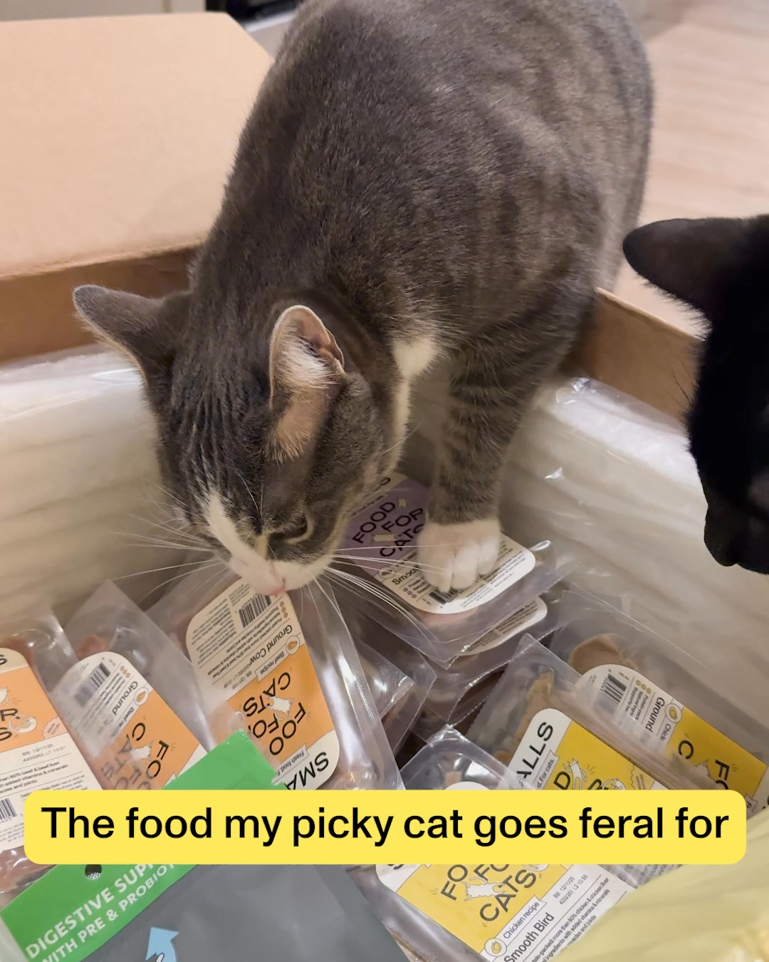 Human-Grade Fresh Cat Food