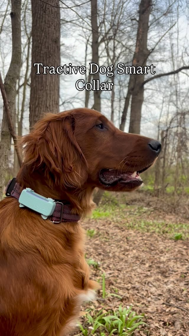 our favorite kind of days 🌿
•
letting them explore freely but still knowing where they are makes everything feel better
@tractive
code REDDOGS40 for 40% off
•
#ad #tractive #outdoordog #exploringdog #doglife