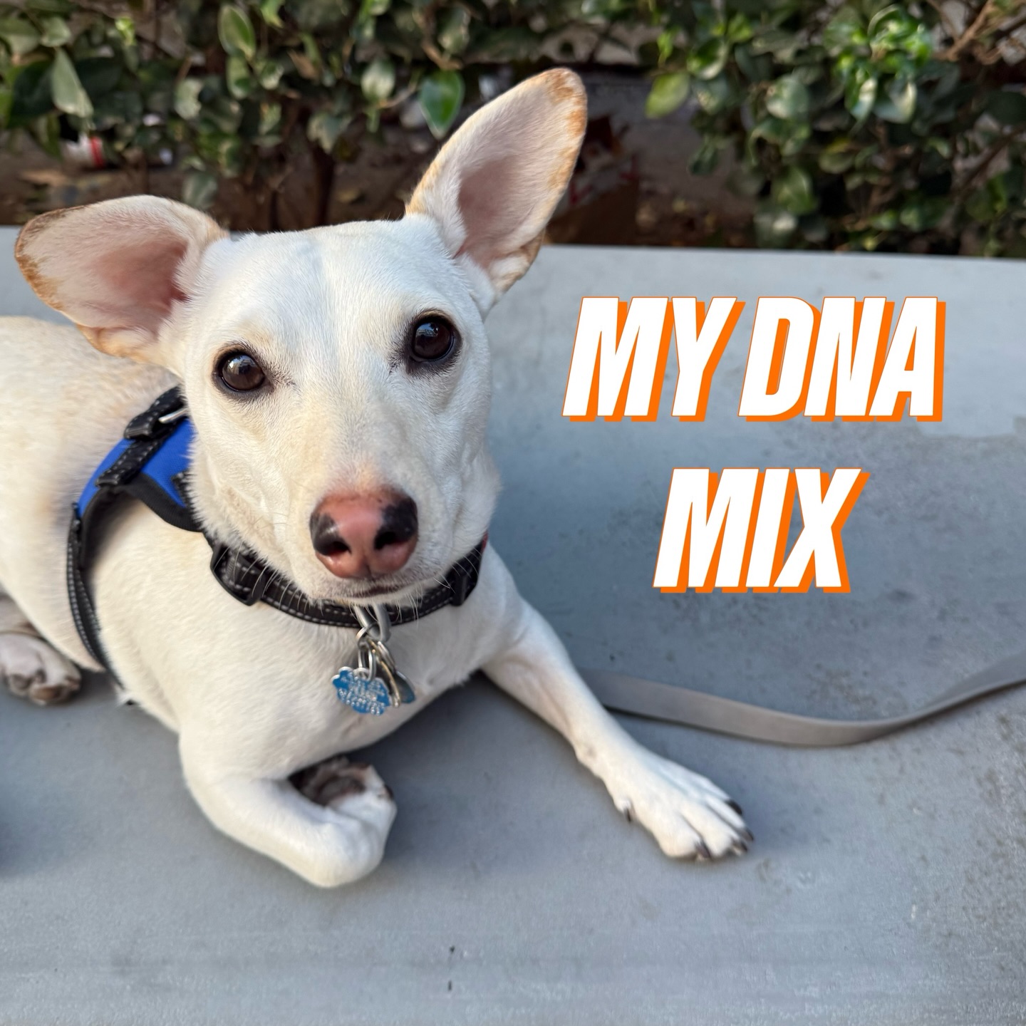 Furriends — plot twist 🐾
Before I was adopted, my pawrents were told I was a Chihuahua–Dachshund mix… but curiosity won and we did an @embarkvet test 👀

Turns out… I’m NOT a dachshund mix lol. These are just some of my r